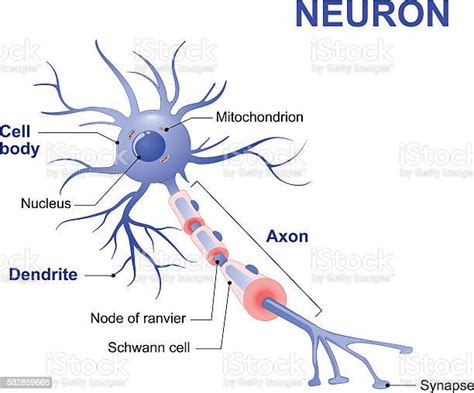 神經細胞形狀|神經細胞 ( neuron )